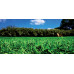 Gazon Easy-Green cu Microclover (trifoi alb pitic) Turfline, sac 7,5 kg Gazon Easy-Green cu Microclover (trifoi alb pitic) Turfline, sac 7,5 kg